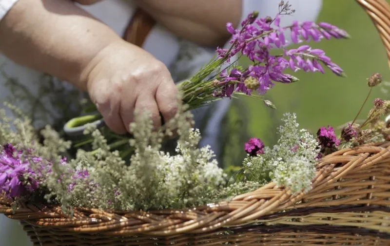 Medicinal Plants Knowledge Workshop, Szentendre